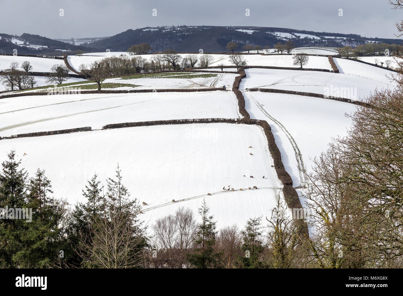 sheep move through a snowy scene on Dartmoor National Park,`dunsford,hill, upland and lowland,land management, agronomy, tilling, Enclosure Act 1773 Stock Photo